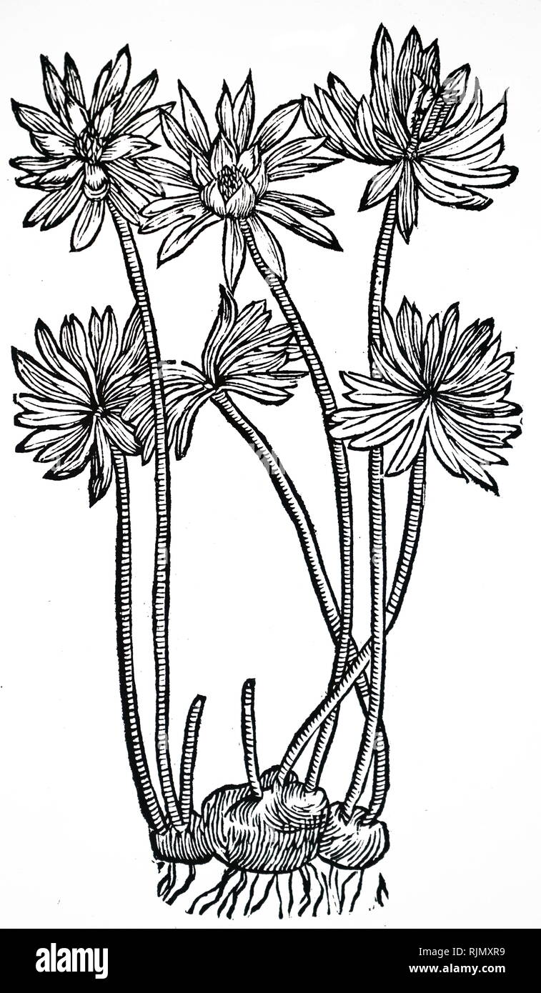 Una incisione raffigurante Eranthis Hyemalis: inverno aconitum o Wolfsbane d'inverno. Da Robert John Thornton, una nuova famiglia Herbai, London, 1810, con incisioni da Thomas Bewick Foto Stock