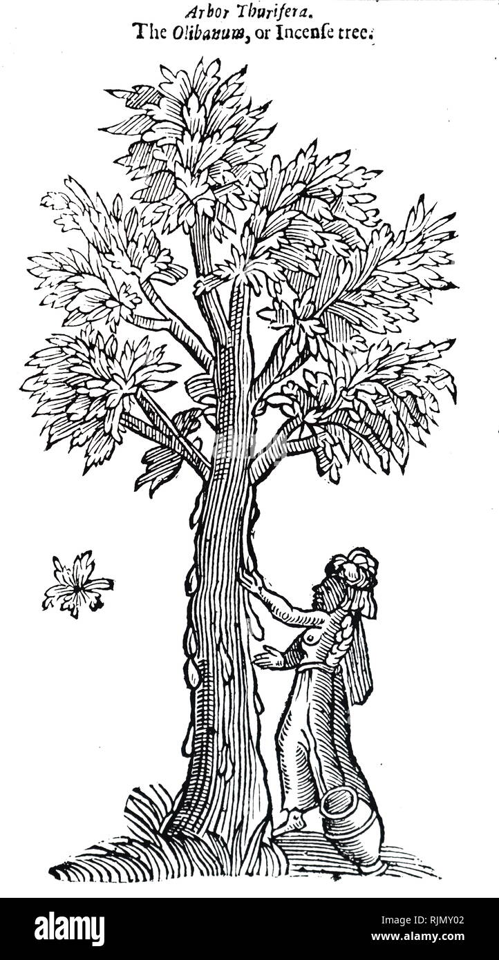 Una incisione raffigurante la raccolta di resina da un Incenso tree (Olibanum). Incenso-cuscinetto alberi erano native di somali e Arabian coste. Da Giovanni Morbo di Parkinson "Theatrum Botanicum o il teatro di Plantes". Londra, 1640 Foto Stock