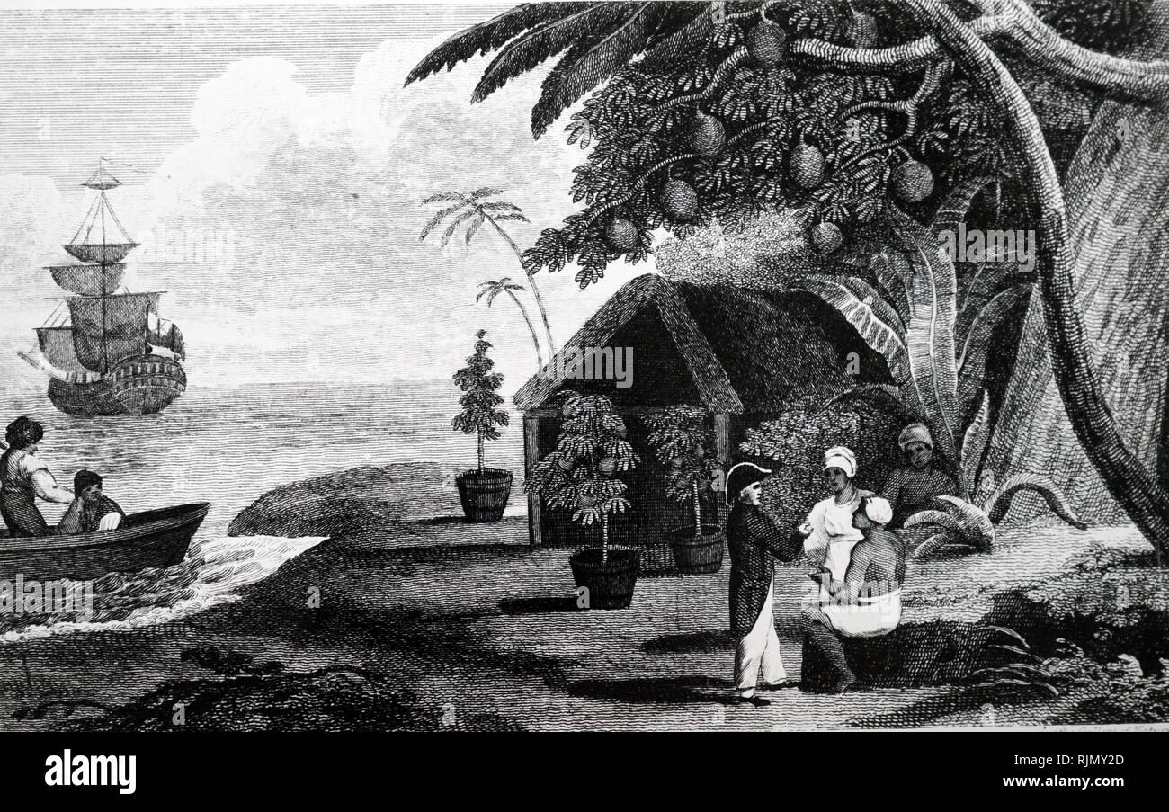 Una incisione raffigurante English naval officer di raccolta (l'albero del pane Artocarpus piante). Lo scopo di William Bligh il viaggio in HMS. Bounty,(1788) era col1ect. L'albero del pane piante da Otaheite (Tahiti) nelle isole del Pacifico in modo che essi potrebbero essere cresciuti in Occidente Indi es come una fonte di cibo per gli schiavi. 1815 Foto Stock