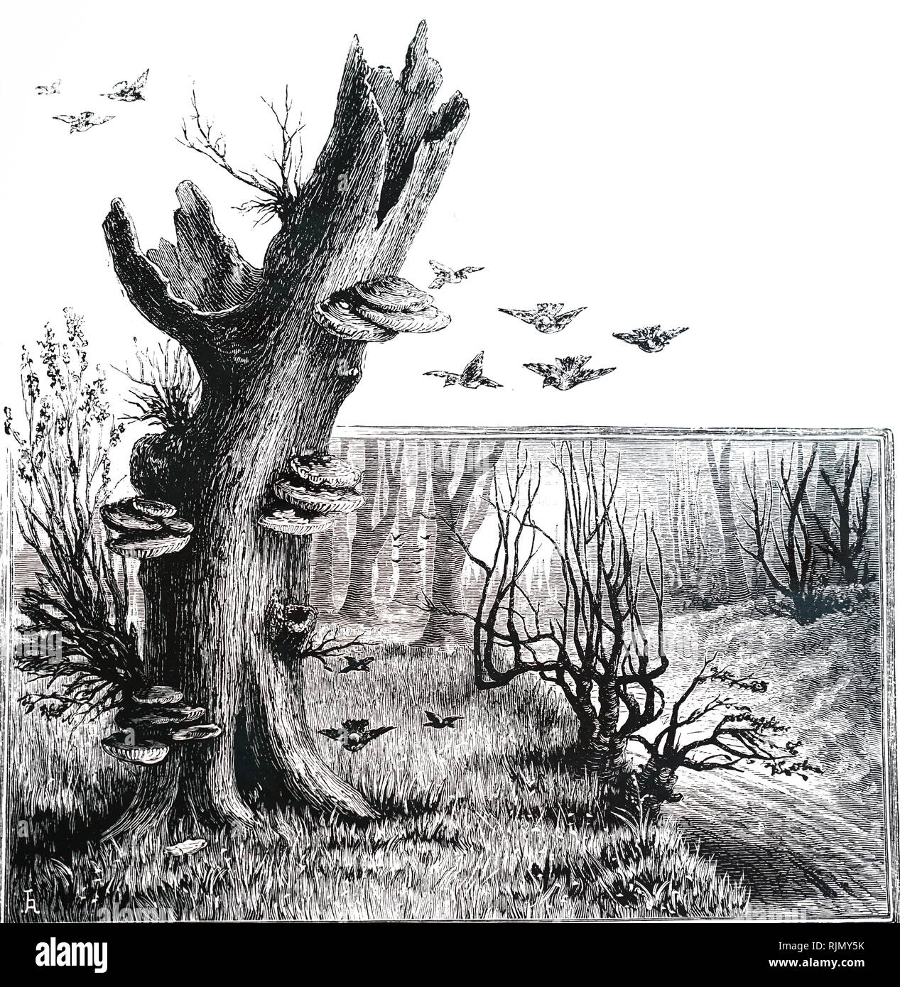 Una incisione raffigurante la staffa funghi su un albero morto. 1886 Foto Stock