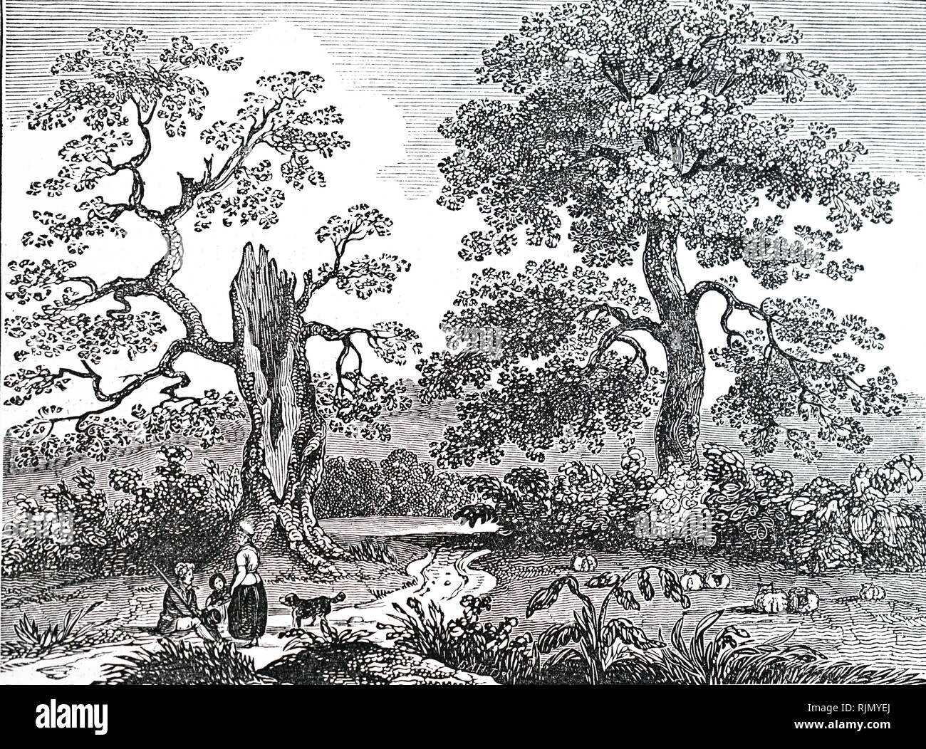 Una incisione raffigurante la Quercia Candenham, vicino a Lyndhurst, Hampshire. Un certo numero di credenze superstiziose centrata attorno a questo albero che avevano spesso nuove foglie verdi nel profondo dell'inverno. Datata del XIX secolo Foto Stock