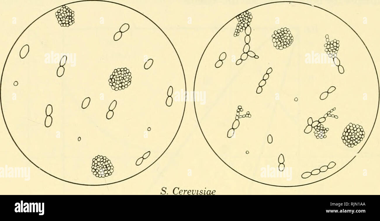 . Gli aspetti fondamentali degli effetti delle radiazioni su sistemi viventi. Radiazione -- effetto fisiologico. 248 fattori che influenzano la radiosensibilità di cella tion (Fig. 5). Su catene di cellule giganti apparentemente destinato a morire, cellule di aspetto normale spesso nascono da cui colonie normale poi sviluppare. In lieviti questa capacità di recuperare dai danni da radiazioni è pertanto legato alla poliploidia.. Diploide aploide Fig. 5. Aspetto delle colonie e il ferimento di cellule di S. cerevisiae dopo irradiazione con raggi x. Azione di temperatura quando la temperatura influenza la produzione di una lesione, è difficile sapere se questa influenza ta Foto Stock