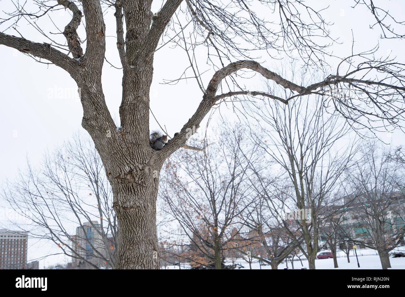 Inverno 2019 a Ottawa. Il clima mite ha fatto sì che molti animali selvatici, tra cui scoiattoli, erano parte del Winterlude festeggiamenti. Foto Stock