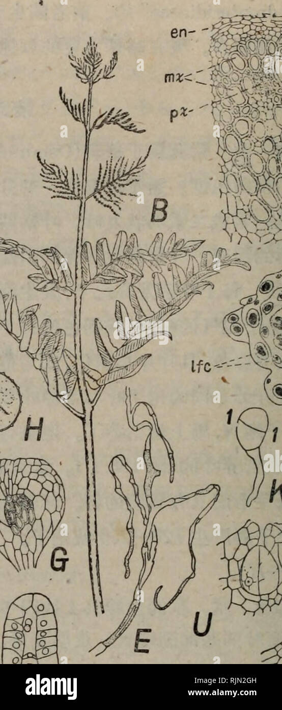 . Bao zi zhi wu Xing Tai xue. La botanica. . Si prega di notare che queste immagini vengono estratte dalla pagina sottoposta a scansione di immagini che possono essere state migliorate digitalmente per la leggibilità - Colorazione e aspetto di queste illustrazioni potrebbero non perfettamente assomigliano al lavoro originale.. yan chu jiang zhu. Gao deng jiao yu chu ban she chu ban Foto Stock
