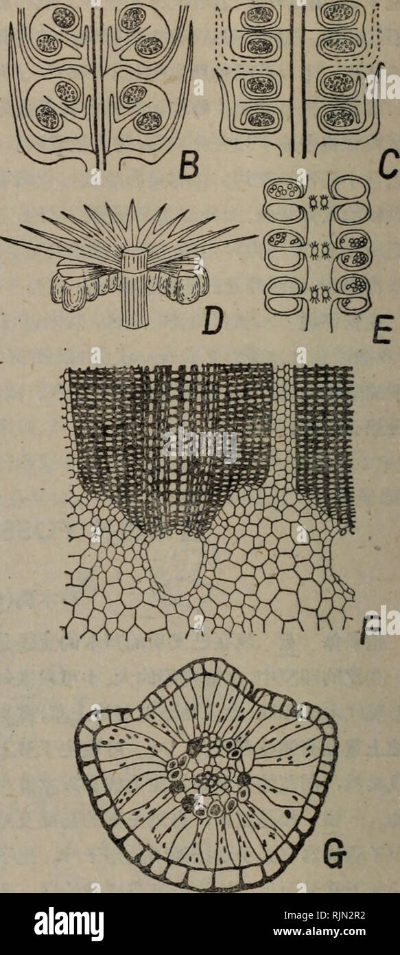 . Bao zi zhi wu Xing Tai xue. La botanica. Si prega di notare che queste immagini vengono estratte dalla pagina sottoposta a scansione di immagini che possono essere state migliorate digitalmente per la leggibilità - Colorazione e aspetto di queste illustrazioni potrebbero non perfettamente assomigliano al lavoro originale.. yan chu jiang zhu. Gao deng jiao yu chu ban she chu ban Foto Stock