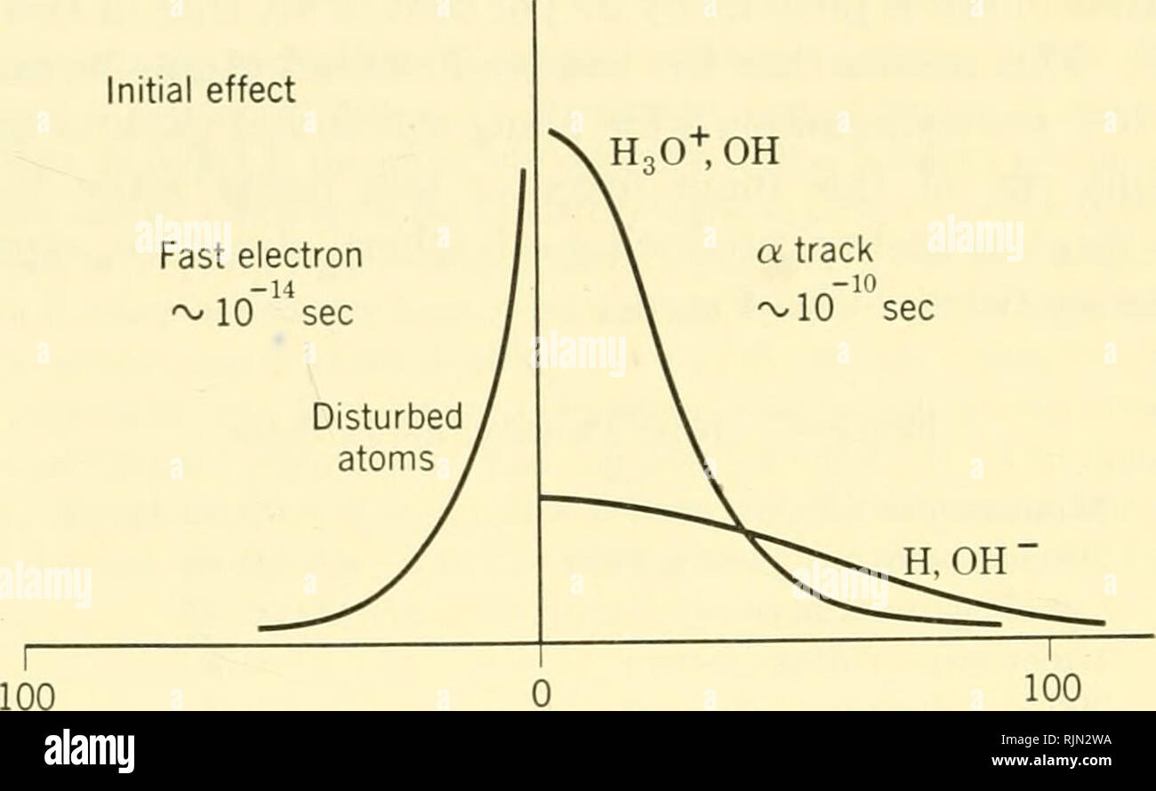 . Gli aspetti fondamentali degli effetti delle radiazioni su sistemi viventi. Radiazione -- effetto fisiologico. 8 processi fisici in materia vivente anche se esse possono ancora eccitare le molecole complesse e trasferire la loro energia cinetica in collisione elastica in semplice movimento di calore. Siamo quasi al punto di chimica. Perdita dalla collisione elastica richiederebbe forse 10^° sec, ma molto eccitazione molecolare potrebbe avvenire in precedenza. Ora gli elettroni liberi sarà catturato da una molecola del mezzo. In acqua sarà uno più frequentemente trovare questa cattura portando ad una libera negativa 1 idrossi radicale libero di impostazione Foto Stock