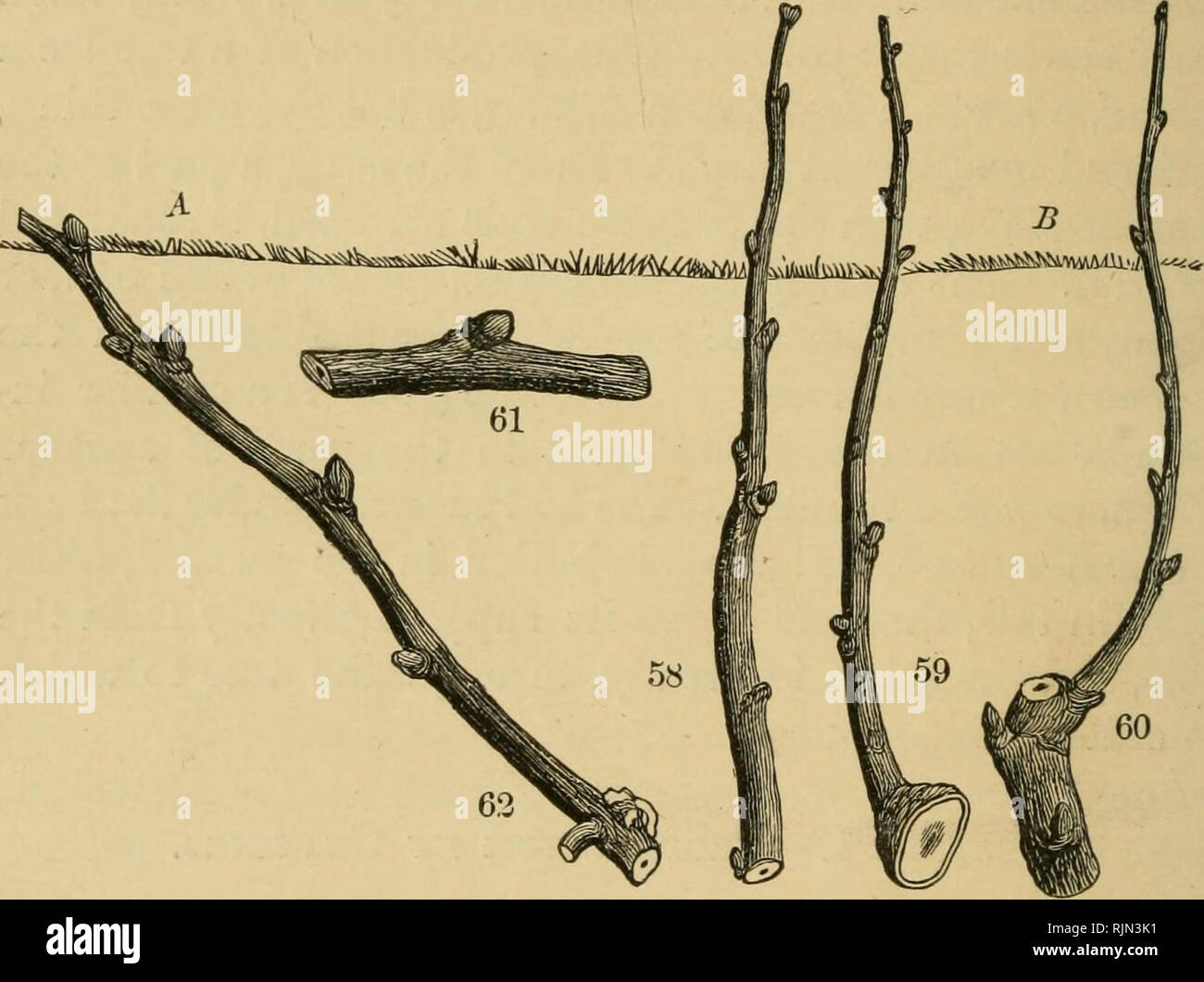. Barry giardino di frutta. Frutti-coltura. [Dal vecchio catalogo]. 84 PEIXCIPLES GENERALE. cess. Il più germogli che possiamo ottenere intorno alla base di un taglio, il meglio di altre cose a parità; per queste gemme, non appena essi diventano attivi, manda giù nuovo argomento, a partire dal quale le radici sono emessi. Le talee del vitigno sono talvolta occhio (fig. 61), con un pollice o in modo di legno al di sopra e al di sotto di esso. Il tempo di talee maJce è in autunno, non appena il fatto di un unico. Figg. Da 58 a 63.-talee. 58, un cnttin::, tutte di legno giovane ; 59, un taglio, con un tacco di legno vecchio ; GO, un taglio, con 2 o 3 occhi di vecchio Foto Stock
