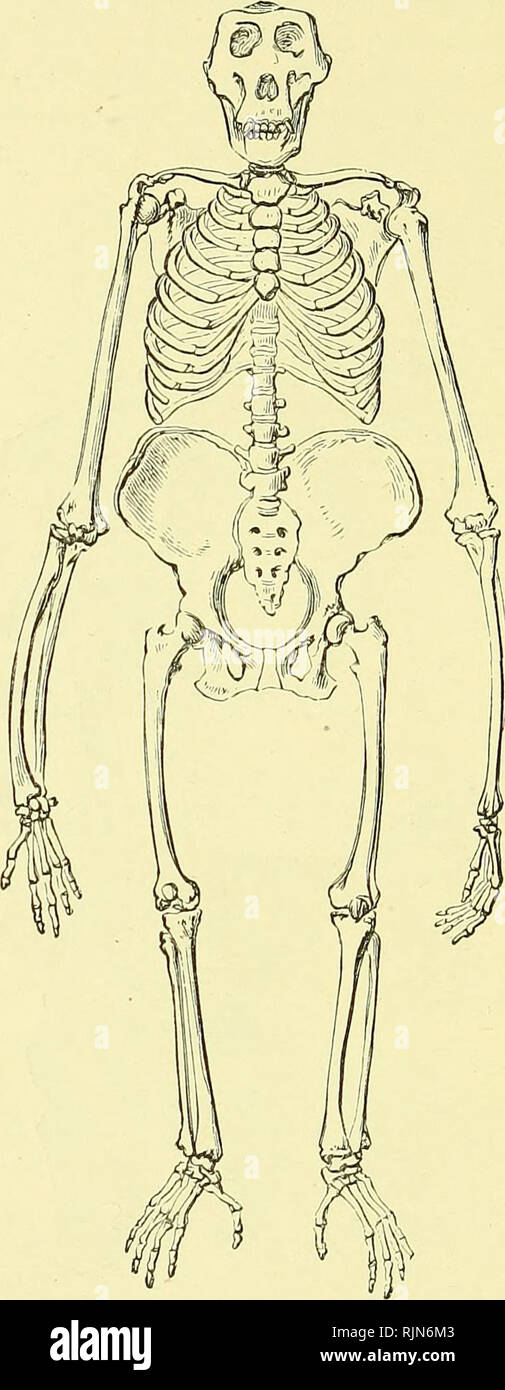 . Testo elementare-libro di zoologia [risorsa elettronica]. Zoologia. 582 CHORDA TA. ^ig- 353--intero scheletro di gorilla. (De Bi.ainvili^e).. Nota opponibile alluce e lunga fore-arti. Distribuzione del Anthropoidea.-Il verificarsi di due serie diverse di scimmie del Vecchio e del Nuovo Mondo rispettivamente è già stato notato, "mi ha ultima Famiglia è naturalmente al presente giorno cosmopolita. Un frammentario fossili del indie chiamato Anthropopithecus erectus è detto essere un legame tra uomo e le scimmie antropoide, il capo prova essendo basato sulla capacità cranica e relativo Foto Stock