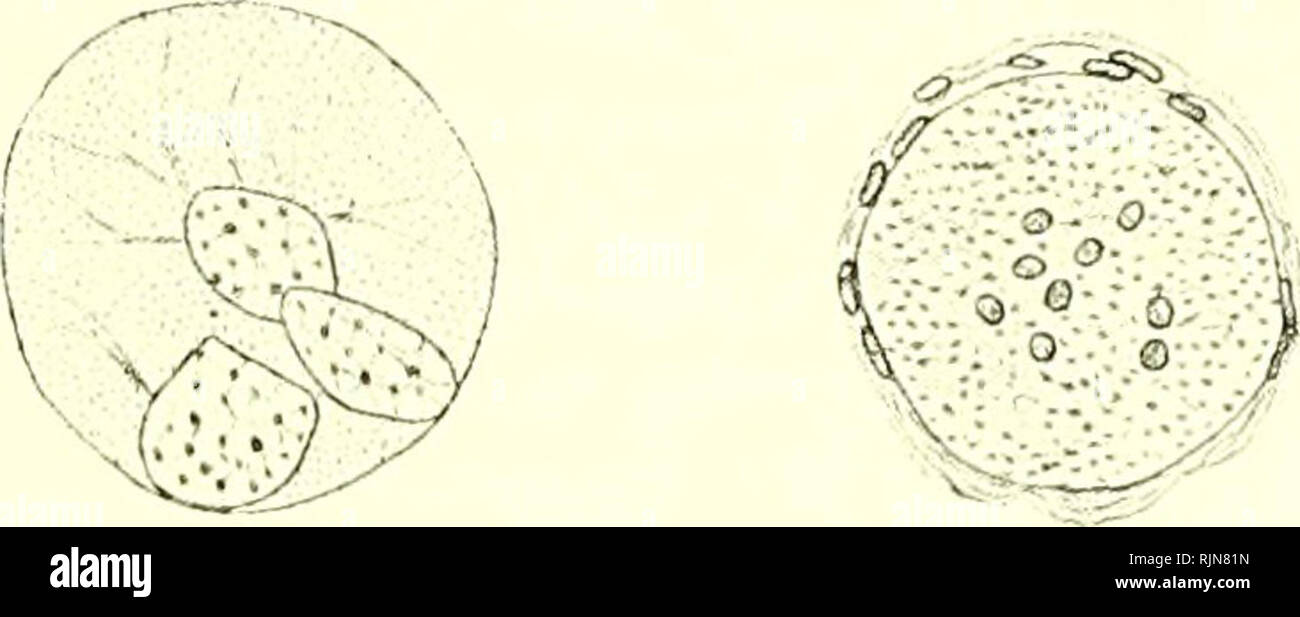 . Lehrbuch der Vergleichenden Mikroskopischen Anatomie der Wirbeltiere [risorsa elettronica]. Vertebrati; occhio; vertebrati; occhio. Der Sehnervenstamm. 319 Verödung des Ventrikels Persistenz und des axialen Gliazellstrangs zeigen, wenigstens in der proximalen Partie des dünnen Sehnerven, Diemyctylus (Gage), Desmognathus (pesce) und junge Triton (prigioniero- nicka). In Larvenstadien der Amphibien liegt der Strang exzentrisch (Studnicka) (Fig. 376 u. 377). Die Zellkerne liegen mit ihrer Längs- achse quer zur Längsrichtung des Nervenstammes. Bei entwickelten Salamandra dagegen haben sich mehrere in der Lä Foto Stock