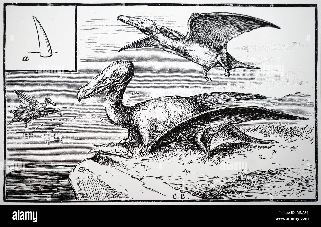 Una incisione raffigurante la ricostruzione del Rhamphorphychus, mostrando un individuo a A. datata del XIX secolo Foto Stock