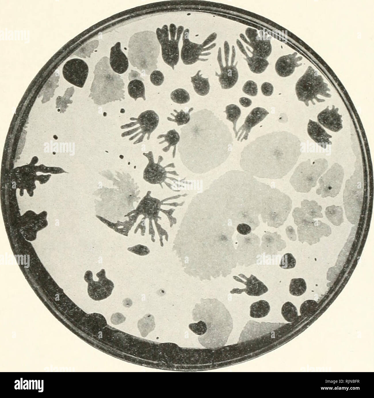 I batteri in relazione alle malattie delle piante. Batteri; malattie delle  piante. Fig. 120.*. Fig. 121.f Agar.-Come batterio solanacearum (vedere pi.  23) agar a 250 C. a 300 C. non sviluppare