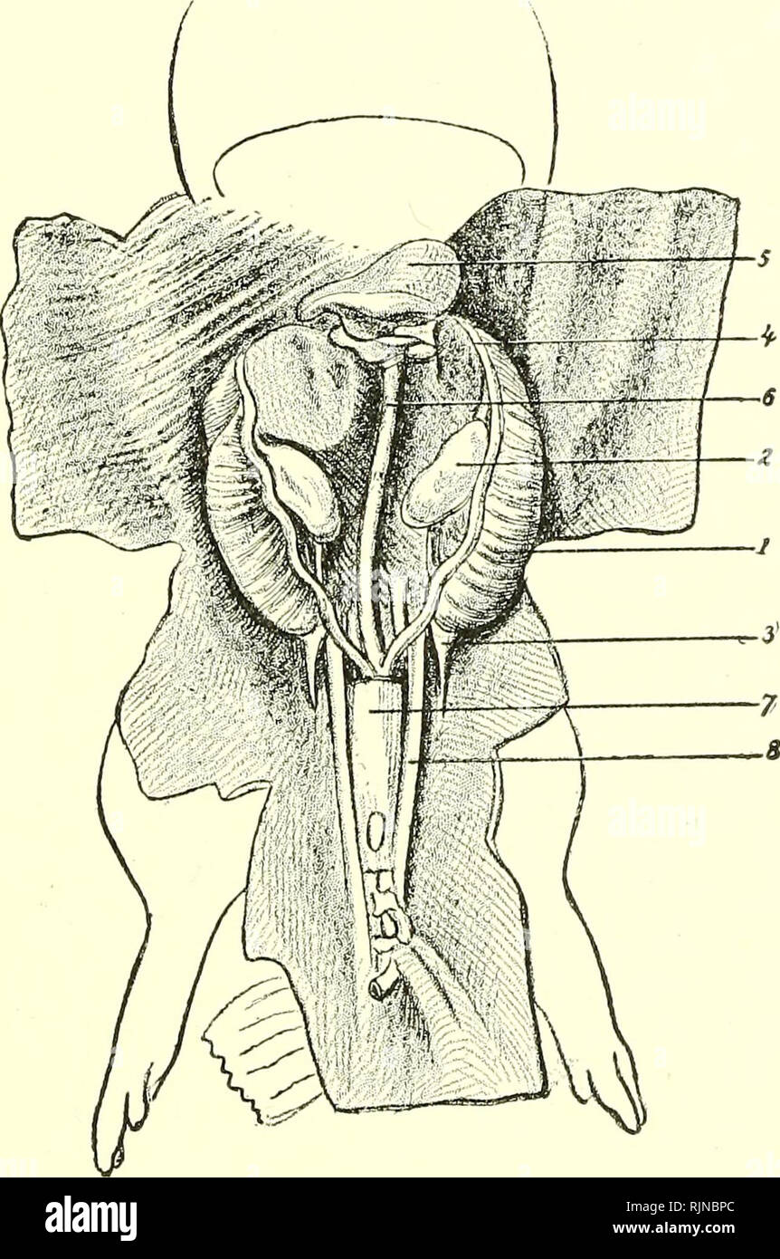 . Un libro di testo di embriologia per gli studenti di medicina [risorsa elettronica]. Embriologia; embriologia. Fig. 119.-sezione trasversale di diciassette giorni di embrione di pecora (cofano): AM, amnion; come, sacco amniotico; n, canale neurale; s, somite differenziati in muscolo-piastra ; Wcl, condotto di Wolffian; Wb, Wolffian corpo; PM, parietale mesoderma; vm, vis- ceral mesoderma; a, a fusione aortse primitiva; io, intestino. canal. Questi tubi di acquisire il collegamento mediante le loro estremità più profonda con il formato in precedenza condotto pronephric (Fig. 117), che. Fig. 120.-disposizione dei genito-urinario di organi nell'embrione del maiale- 5,5 cm ( Foto Stock