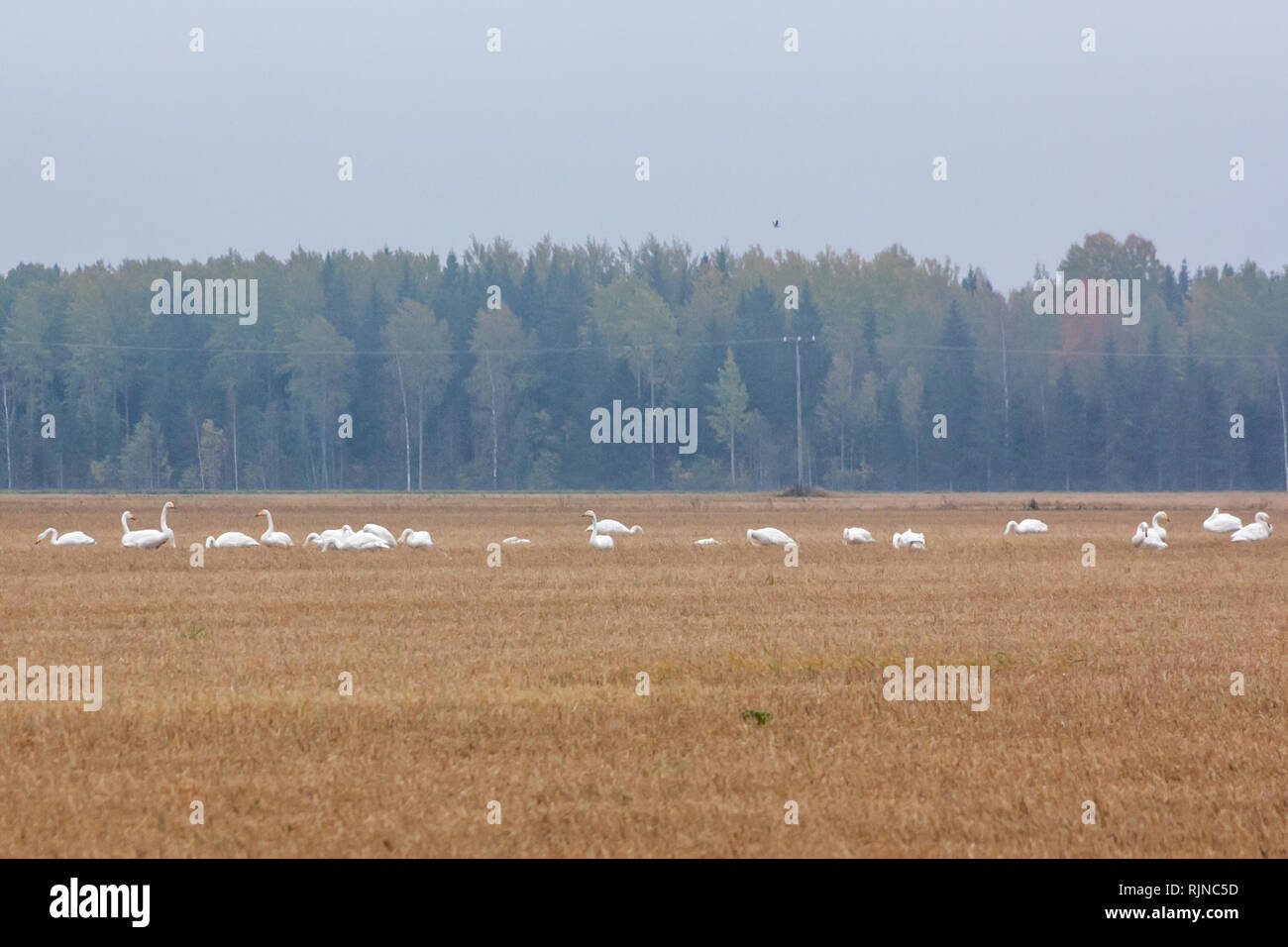 Un gregge di Cygnus cygnus -Whooper Swan su un campo a sfondo di foresta. Gli uccelli si preparano a migrare a sud. Ottobre 2018, Finlandia. Foto Stock