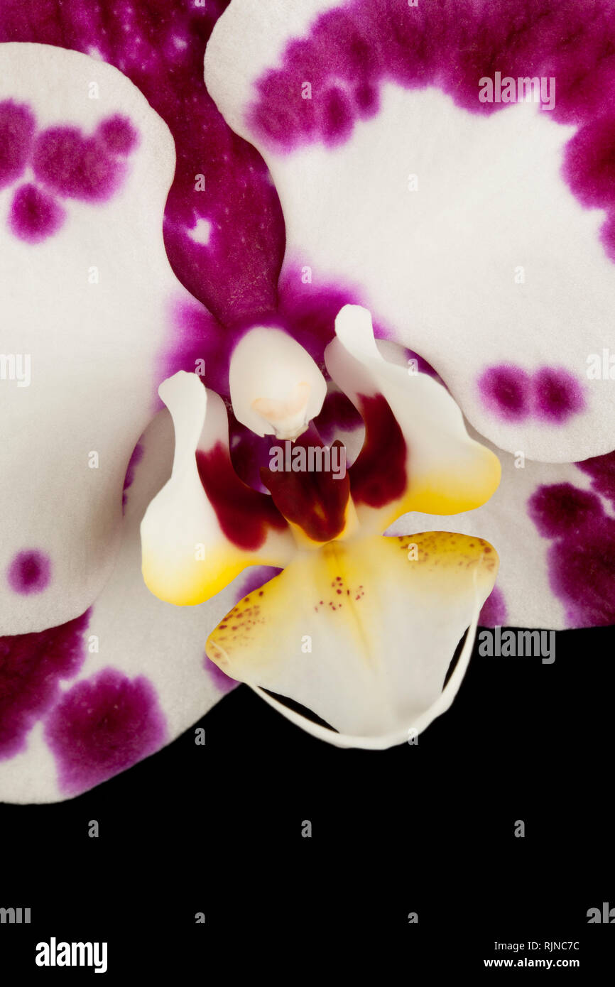 Un fiore di orchidea su sfondo nero Foto Stock