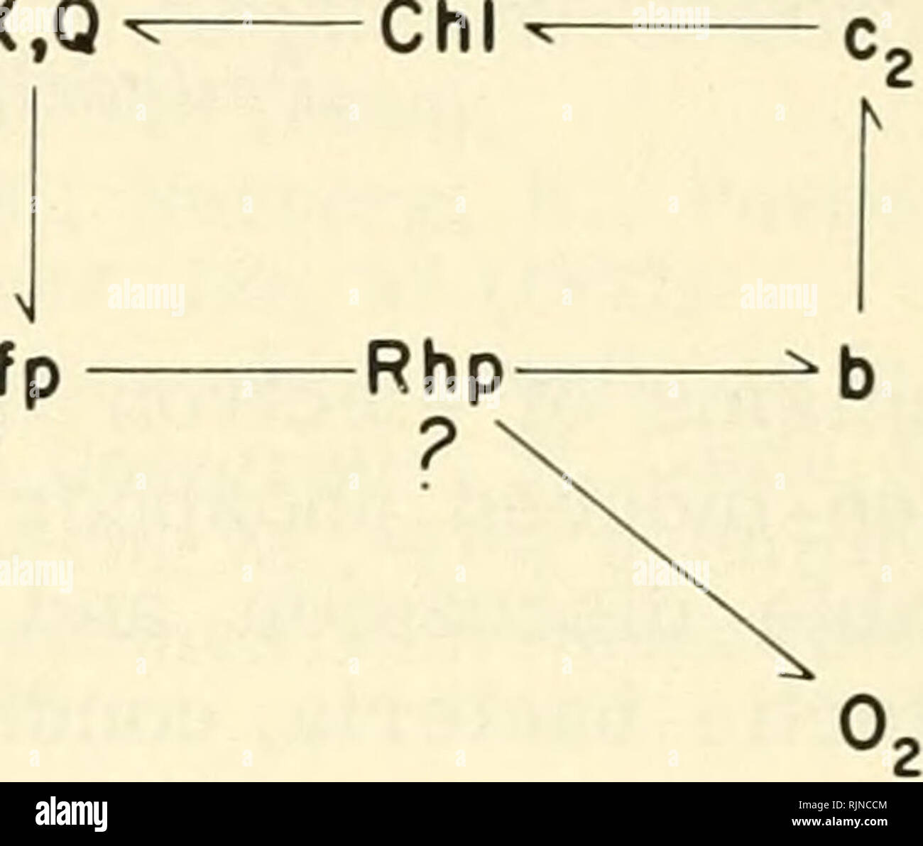 . La fotosintesi batterica. I batteri -- fisiologia; fotosintesi. 358 PHOTOMECHANICAL CONSIDERAZIONI AH, 'Oxysome" Succ. DPN- DPN -FP- IoX fp b.Q.Fe Cu? DPN Quantasome batterica' "J-- - fp- X xbUCC ip. T / AH,- / -DPNH. Fig. 1. Il trasferimento di elettroni e percorsi di trasporto nella luce e ossigeno-reazioni indotte (ME-115), sistemi indotta, vale a dire che gli elettroni, invece di fluire verso il basso un gradiente di termodinamica all'acqua come in ossigeno-sistema indotto, vengono attivati mediante lo stato eccitato della clorofilla in modo che essi lasciano il citocromo e il flusso di un accettore di elettroni. Ovviamente, molte dimensioni Foto Stock
