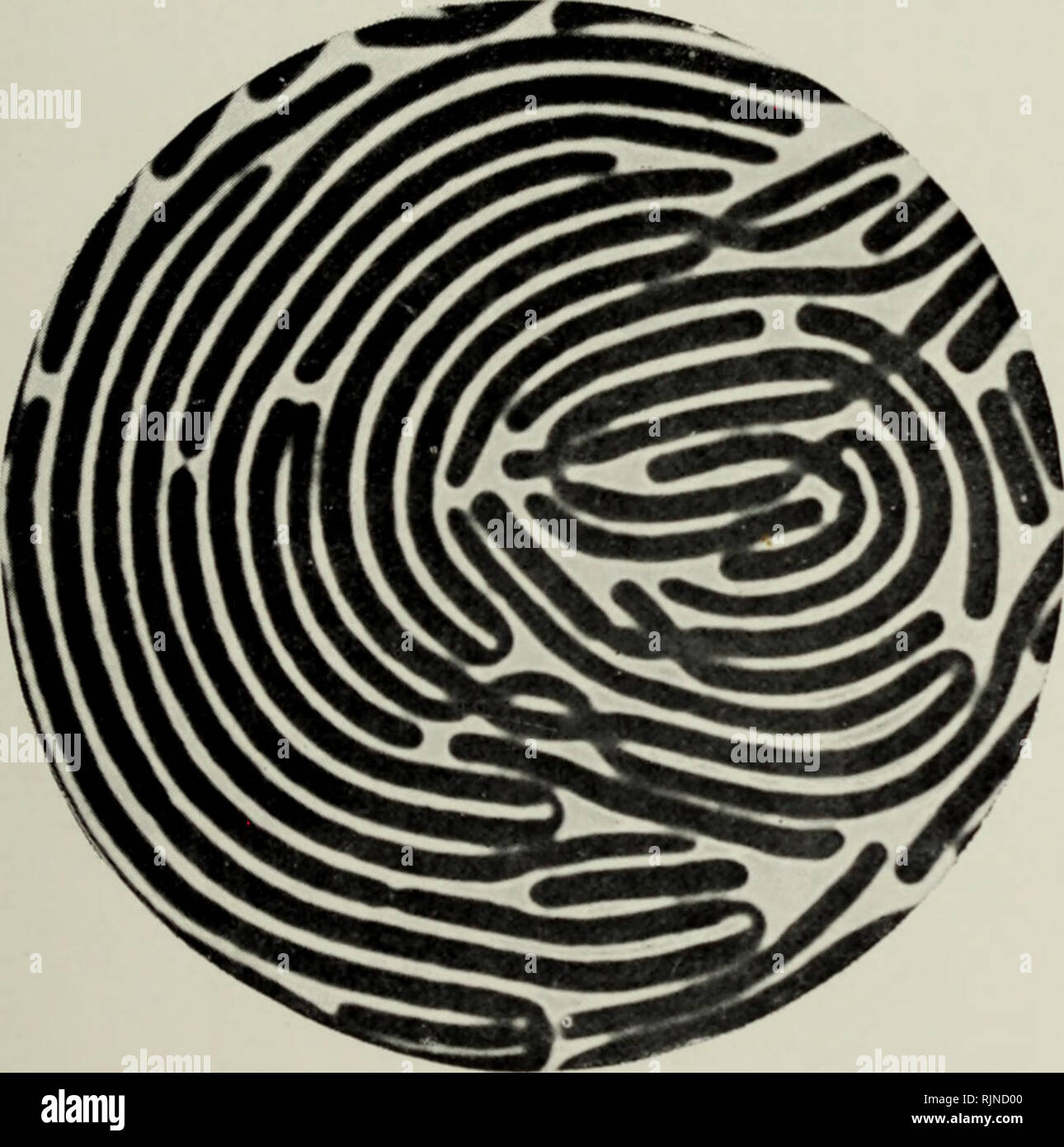 . Batteriologia e la sanità pubblica. Batteriologia; sanità pubblica. Bacillus coli il comando*. Dalla coltura di agar, 4S ore a >6T X 1000.. Proteus vulgaris, tmp ression preparazione da "sciamare isole" sulla gelatina 20 ore a 20 c. 8000. [Faccia a pagina 46.. Si prega di notare che queste immagini vengono estratte dalla pagina sottoposta a scansione di immagini che possono essere state migliorate digitalmente per la leggibilità - Colorazione e aspetto di queste illustrazioni potrebbero non perfettamente assomigliano al lavoro originale. Newman, George, Sir, 1870-1948. Philadelphia : P. Blakiston Foto Stock