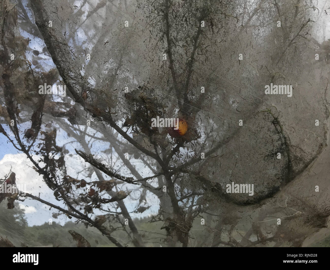 Pest, insetto - Yponomeuta - l'albero attaccato dalla peste è tutto avvolto in un nastro. Un incredibile spettacolo di un albero attaccato dalla peste. Foto Stock