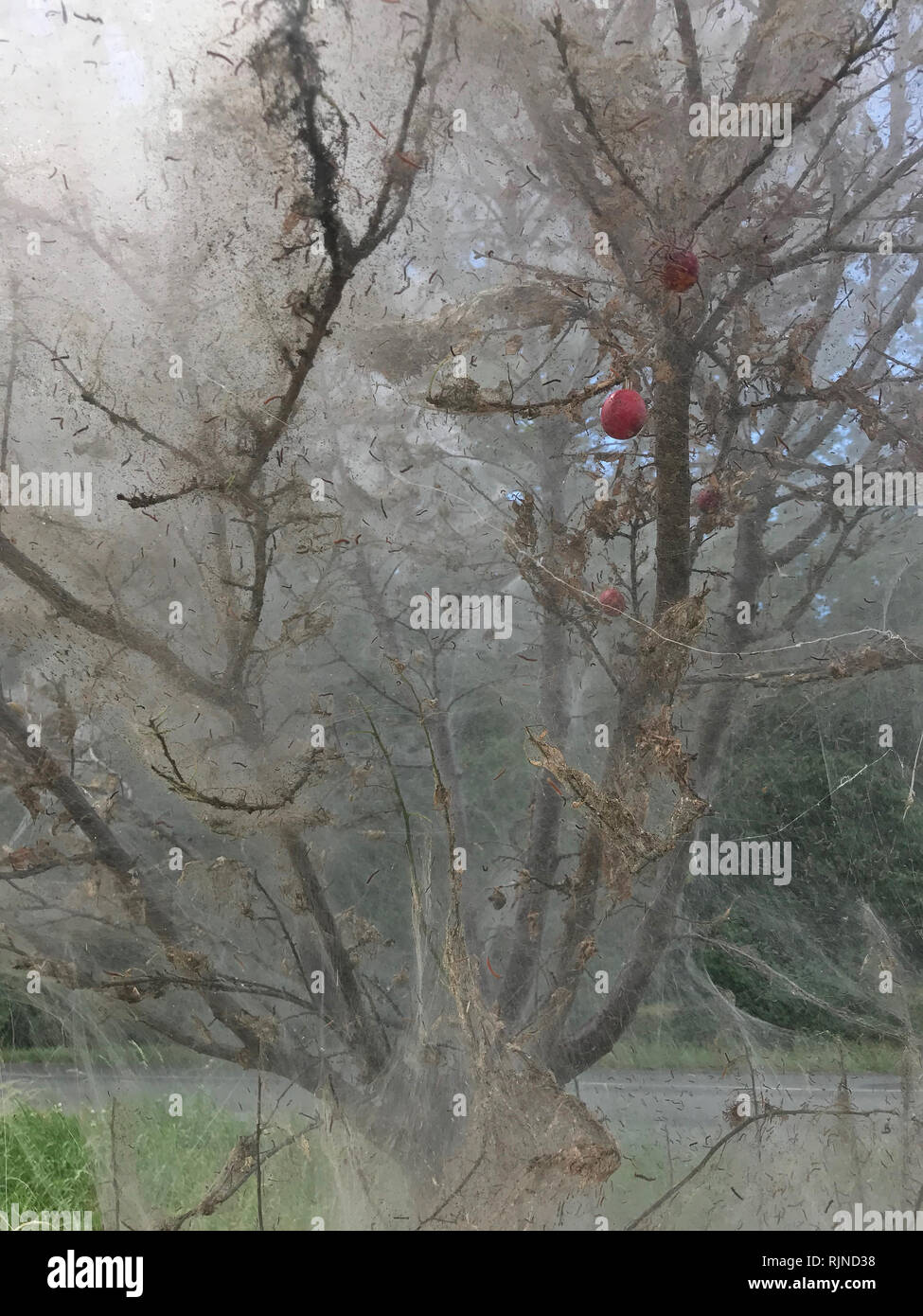 Pest, insetto - Yponomeuta - l'albero attaccato dalla peste è tutto avvolto in un nastro. Un incredibile spettacolo di un albero attaccato dalla peste. Foto Stock