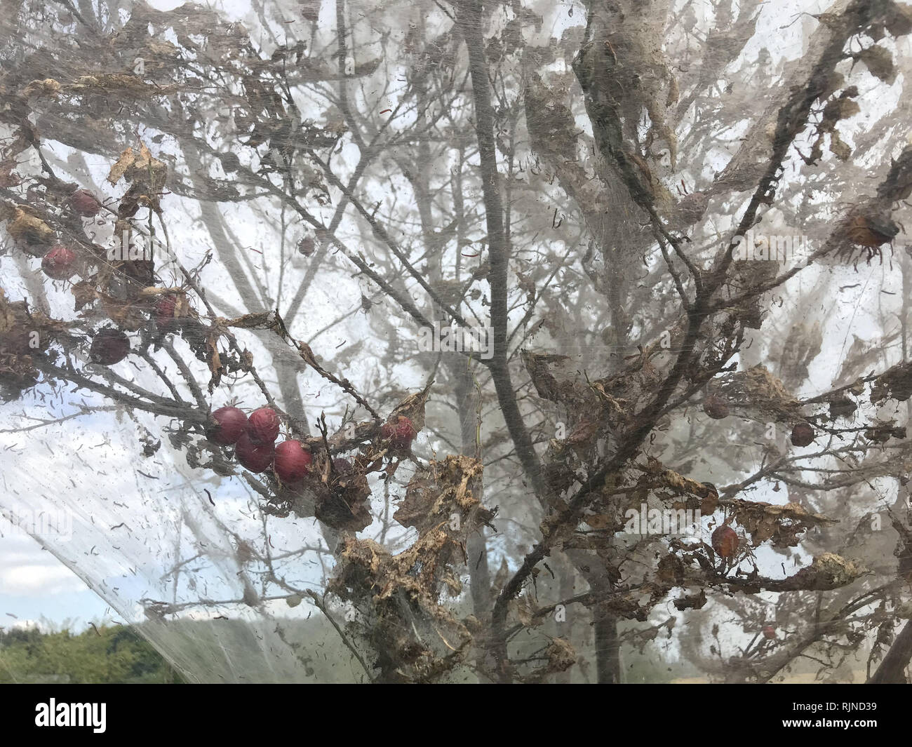 Pest, insetto - Yponomeuta - l'albero attaccato dalla peste è tutto avvolto in un nastro. Un incredibile spettacolo di un albero attaccato dalla peste. Foto Stock