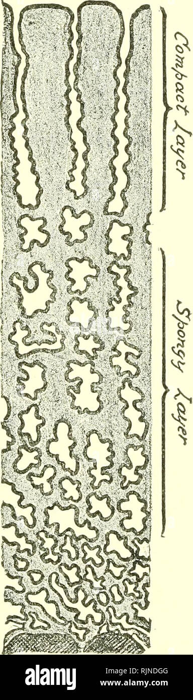 . Un libro di testo di embriologia per gli studenti di medicina [risorsa elettronica]. Embriologia; embriologia. Capitolo VI. La DECIDU/E e l'inclusione dell'ovulo. La placenta. Il cordone ombelicale. Il DECIDLMH E L'incorporamento dell'ovulo. Il deciduae (deciduo o membrane caducous) sono ipertrofiche mucosa di utero così sviluppato come per formare non solo di un rivestimento per la cavità uterina, ma anche un involucro che racchiude la cellula uovo e un appositamente alterati parte che serve come un vincolo di connessione tra l'uovo e il grembo. Durante i quattro o cinque giorni precedenti la mestruazione, il cosiddetto cons Foto Stock
