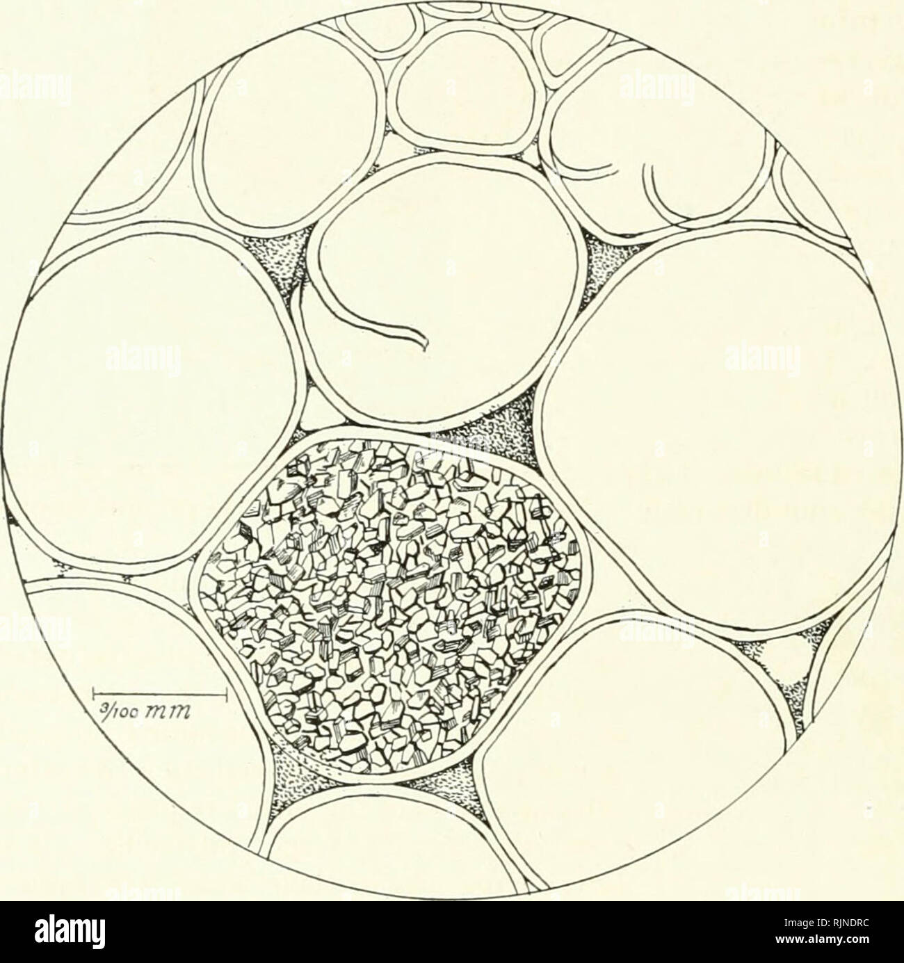 . I batteri in relazione alle malattie delle piante. Batteri; malattie delle piante. SMITH è malattia di amaranto. Questa malattia di amaranto è stato scoperto da scrittore in ottobre 1897, in un giardino trascurato a Mumford, New York. Le piante sono state le erbacce in piedi su ciò che era stato una cabina- bage seme-letto. Essi erano piccoli e sembrava avere essiccato fino quando la metà cresciuto. Non vi era alcuna indicazione di superficie come la causa della malattia. Gli steli sono stati rosolati internamente e non vi sono state delle cavità nel parenchima nella regione dell'anello vascolare. Queste cavità erano pieni di batteri. Essi erano piccoli, attivamente le aste mobili wit Foto Stock