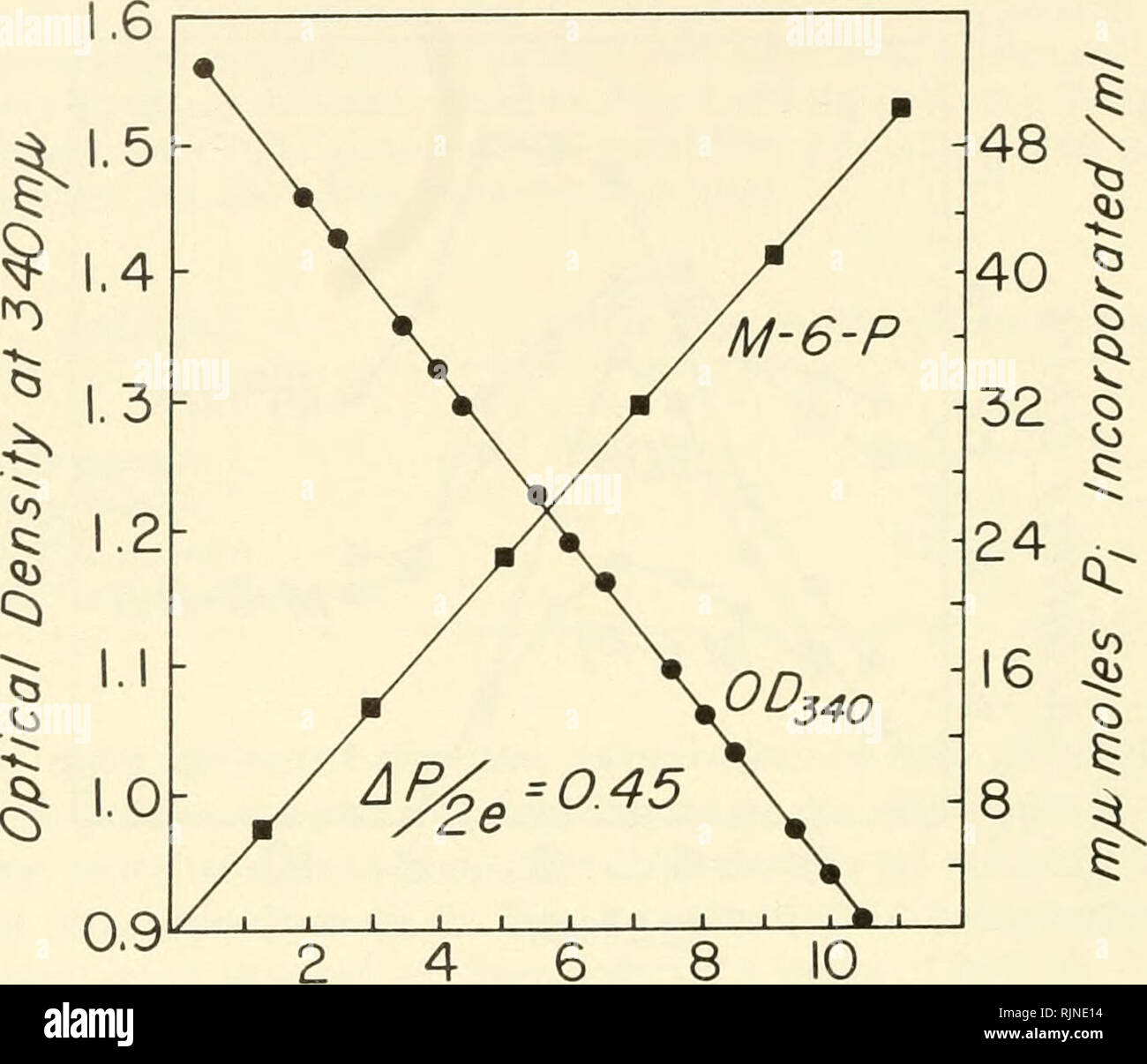 . La fotosintesi batterica. I batteri -- fisiologia; fotosintesi. 170 il metabolismo e la fisiologia. 4 6 minuti di Fig. 5. Cinetica e l'efficienza di aerobico Phosphoryla- tion-una miscela di incubazione (vedere procedura sperimentale) è stata riscaldata per 5 minuti a 30°C (in assenza di enzima). Una aliquota è stata prelevata e acidificato con TCA (tempo zero), e la reazione è stata iniziata mediante aggiunta di enzima (26 brocca di una frazione di saccarosio in un volume finale di incubazione di 734 /il). Densità ottica a 340 m^ è stata seguita (30°C,cuvette termostatate vano) e ad intervalli aliquote sono state ritirate e acidifie Foto Stock