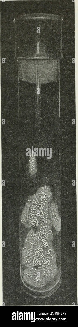 . Metodi batteriologici in food and drug laboratories, con un'introduzione a micro-metodi analitici. Batteriologia; cibo; farmaco adulterazione; batteriologia. 134 metodi batteriologici. Fig. 43.-Il tubercolo ba- cillus coltura slant su glyc- erin-agar, diversi mesi.-(Stitt, dopo Curtis.) non è probante, gli altri due inocu- affini cavie devono essere mantenuti 2 settimane più successivamente sezionati ed esaminati come il primo. Talvolta vi è la formazione di ascessi nel punto di inoculo, ma questo non deve necessariamente interferire con lo sviluppo tubercolare nelle ghiandole e nel più profondo t Foto Stock