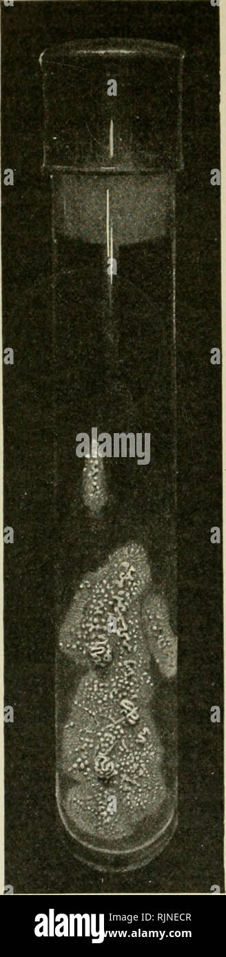 . Metodi batteriologici in food and drug laboratories, con un'introduzione a micro-metodi analitici. Batteriologia; cibo; farmaco sofisticazioni. 134 metodi batteriologici. Fig. 43.-Il tubercolo ba- cillus coltura slant su glyc- erin-agar, diversi mesi.-{Stilt, dopo Curtis.) non è probante, gli altri due inocu- affini cavie devono essere mantenuti 2 settimane più successivamente sezionati ed esaminati come il primo. Talvolta vi è la formazione di ascessi nel punto di inoculo, ma questo non deve necessariamente interferire con lo sviluppo tubercolare nelle ghiandole e nei tessuti più profondi. È Foto Stock