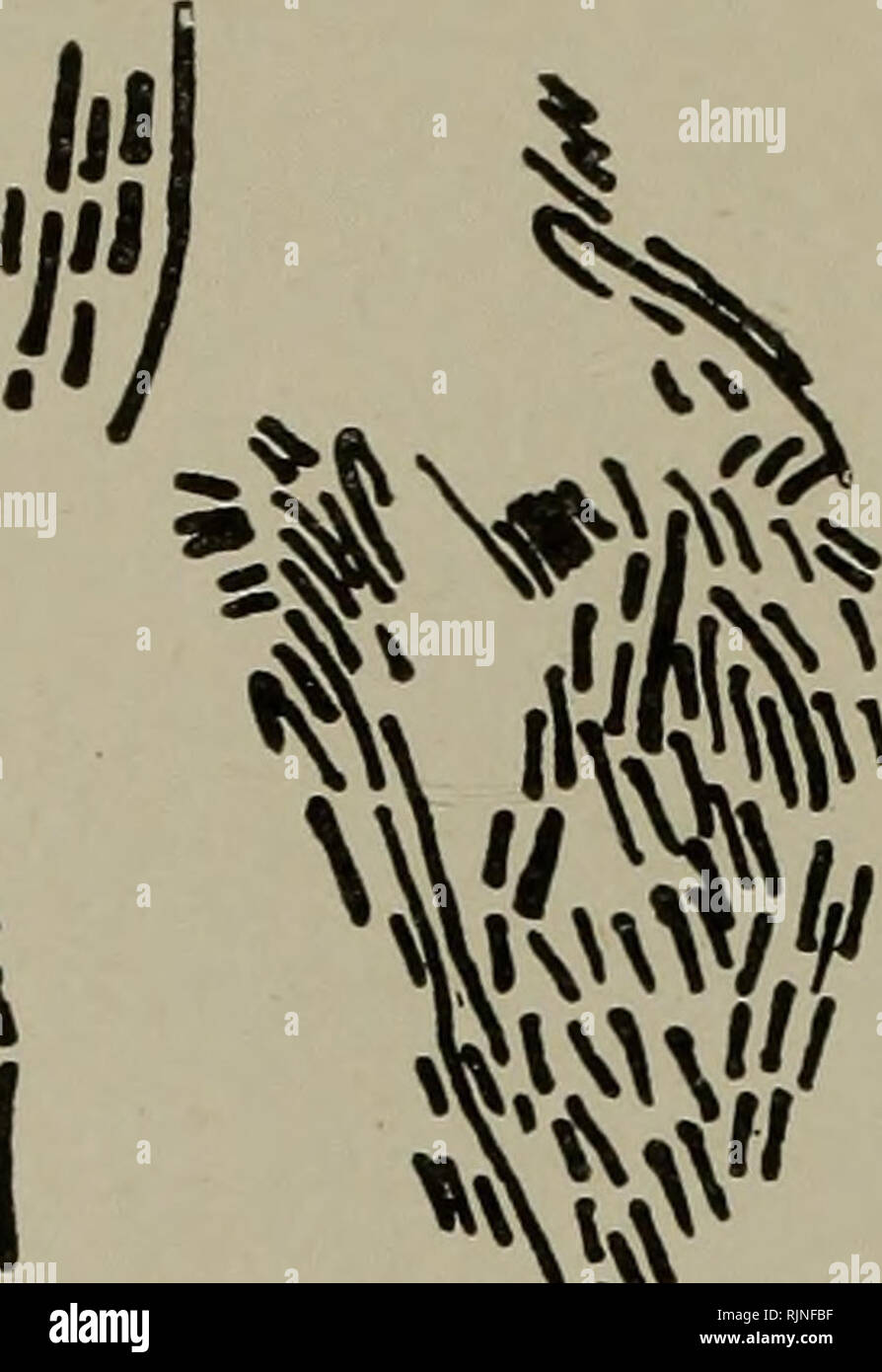 . Batteri : in particolare come essi sono correlati all'economia della natura, per processi industriali e per la sanità pubblica. Batteriologia; batteriologia. ^ IA v B. enteritidis Sporogenes 4 Proteus vulgaris 4. La liquefazione di batteri, ad esempio, Bacillus liquefaciens fluorescens, B. subtilis, B. mesentericus. 5. Non la liquefazione di batteri. 6. Sarcinae, lieviti e muffe. * I metodi adottati per la realizzazione di una valutazione quantitativa e qualitativa esame delle acque luride sono proprio analogo a quelli utilizzati nella ricerca di latte diluizione con acqua sterilizzata precedente per la placcatura su gelatina in capsule di Petri è essenziale (1 c.c. Foto Stock