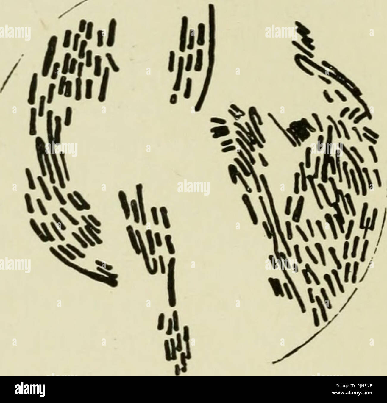 . Batteri, in particolare in quanto esse sono correlate all'economia della natura. Batteriologia. 86 BA CTERIA 1. Bacillus coli communis e tutte le sue varietà e alleati. 2. Proteus vulgaris e le varie specie di proteiforme. 3. B. enteritidis sporogenes (Klein). 4. La liquefazione di batteri, ad esempio, Bacillus fiuorescens liguefU' ciens, B. subtilis, B. mesentericus. 5. Non la liquefazione di batteri. 6. Sarcinae, lieviti e muffe. B. Enteritidis Sporogenes Proteus vulgaris non abbiamo incluso nell'inventario di cui sopra qualsiasi pato- batteri genica. Senza dubbio tali specie {ad esempio, tifo') non è infrequente trovare la loro strada in sewa Foto Stock