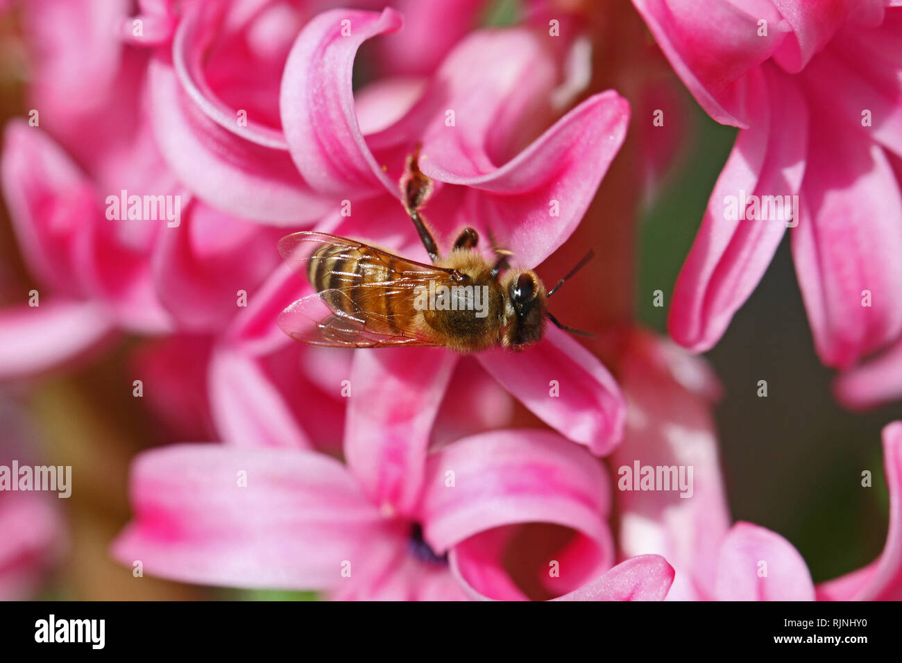 Il miele delle api latino apis mellifera raccogliendo il polline su una rosa latino giacinto hyacinthus orientalis famiglia sottofamiglia asparagaceae scilloideae o bluebell Foto Stock