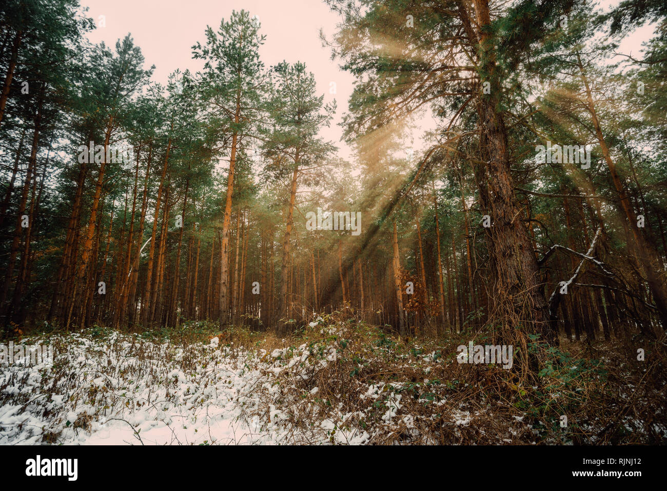 Paesaggio Da Sogno Con La Foresta Di Inverno E Luminosi Raggi Solari Foto Stock Alamy