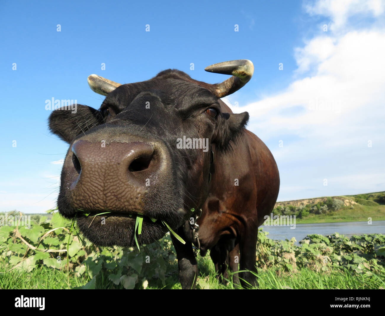 Mucca nera che pascolano sulla riva del fiume. Mucca mangiare erba fresca su un pascolo guardando nella telecamera. Vista frontale, prato verde, idilliaco paesaggio rurale Foto Stock