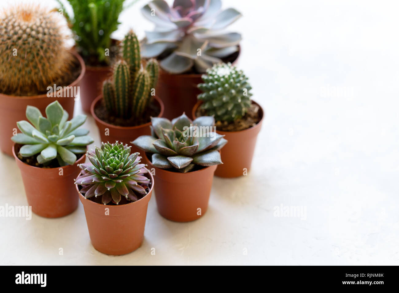 Piccolo cactus e le piante succulente in vasi differenti, moderno e alla moda di piante della casa sul ripiano bianco Foto Stock