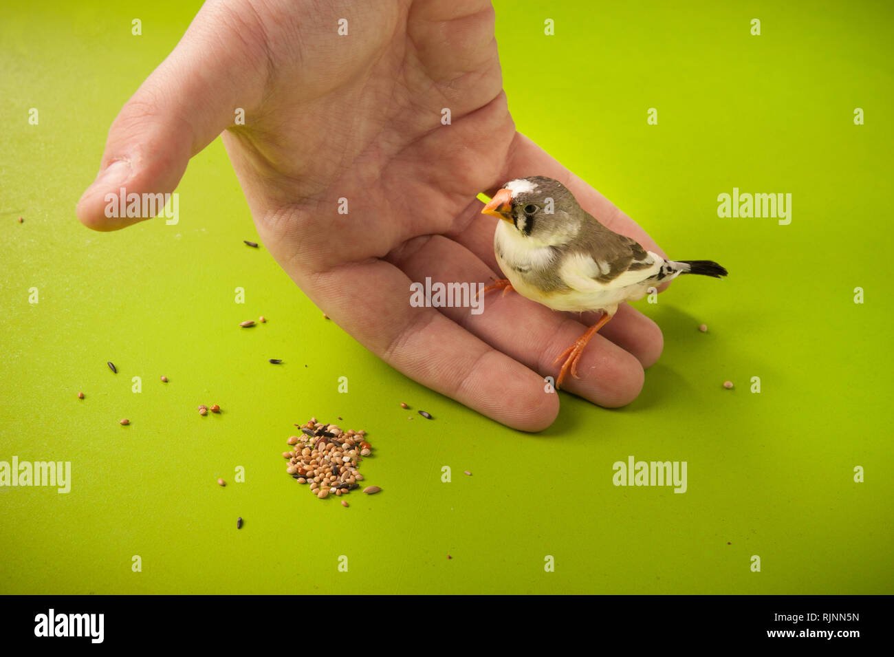 Canto uccello zebra finch sul lato vicino all'alimentazione diffusa Foto Stock