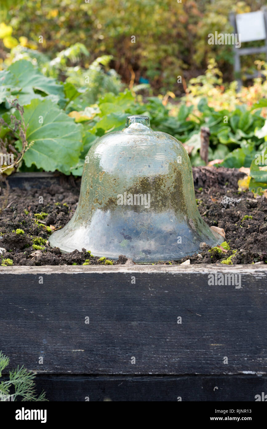 Campana di vetro in un orto square, autunno, Somme, Francia Foto stock -  Alamy