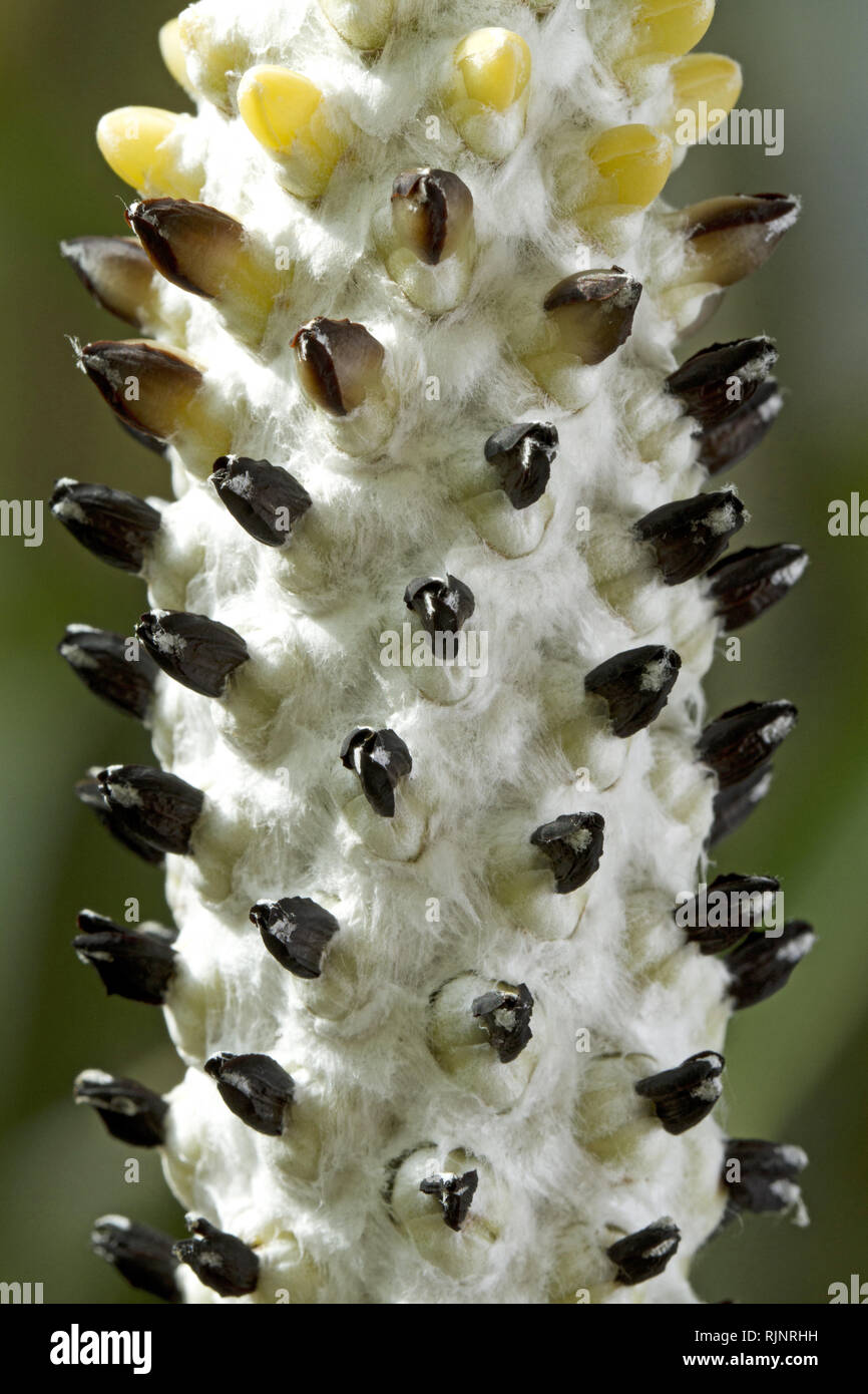 (Aechmea Aechmea bromeliifolia) Foto Stock