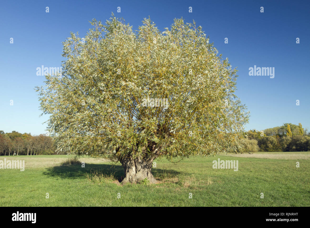 pyramide ressource Rettidig Il salice bianco (Salix alba) in Alsazia, Francia Foto stock - Alamy