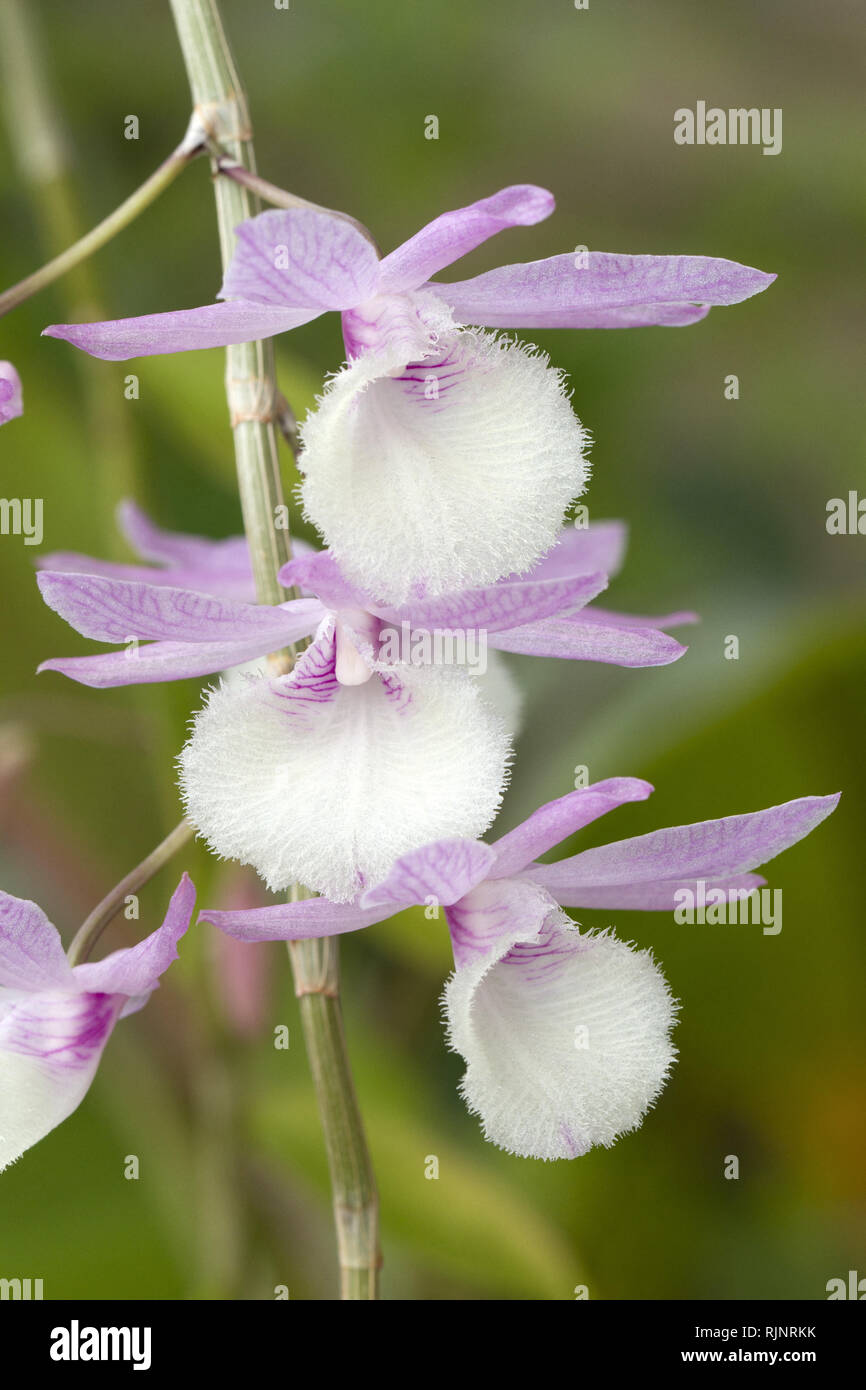 Orchidea (Dendrobium aphyllum) Foto Stock