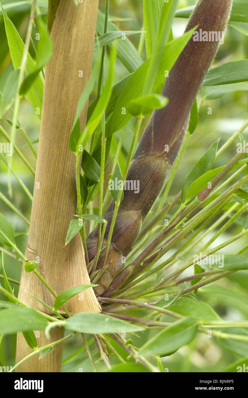 Nuovo shoot emergente da un nodo di bambù Chusquea (Chusquea valdiviensis) Foto Stock