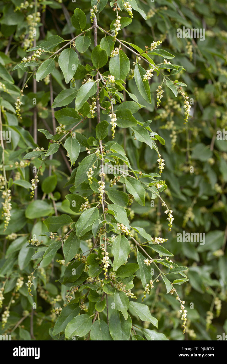 (Sageretia Sageretia pycnophylla) Foto Stock