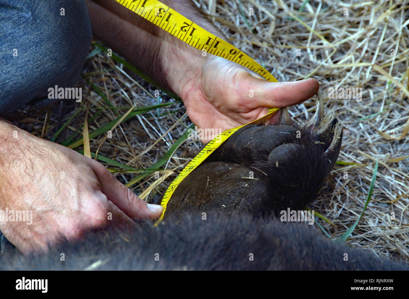 Un biologo USFWS prende le misure di un orso grizzly che è stato intrappolato dopo l'uccisione del bestiame domestico. Yaak Valley, MT. (Foto di Randy Beacham) Foto Stock