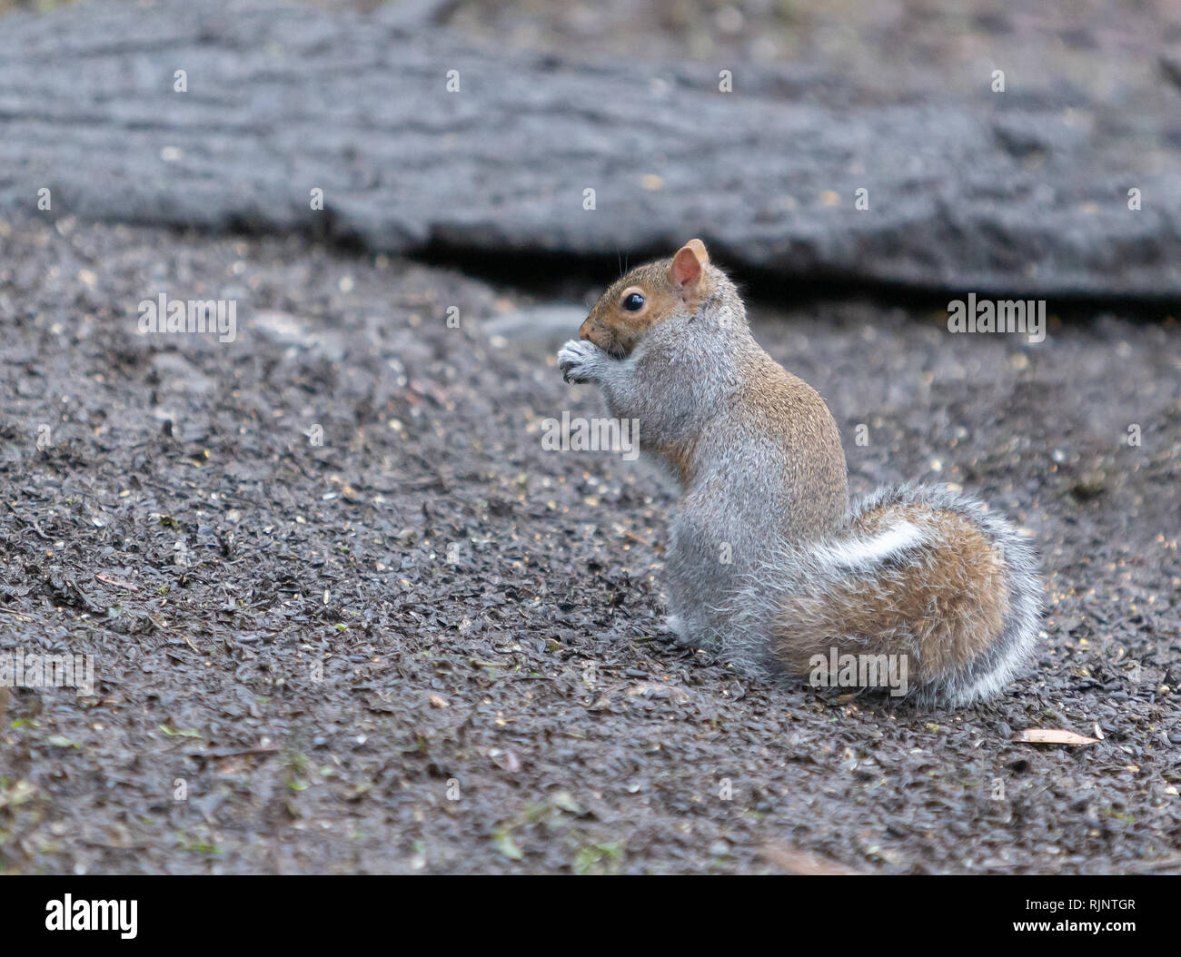 Un gray squirrel alimenta il pavimento a Marbury Country Park, Northwich, Cheshire, Inghilterra Foto Stock