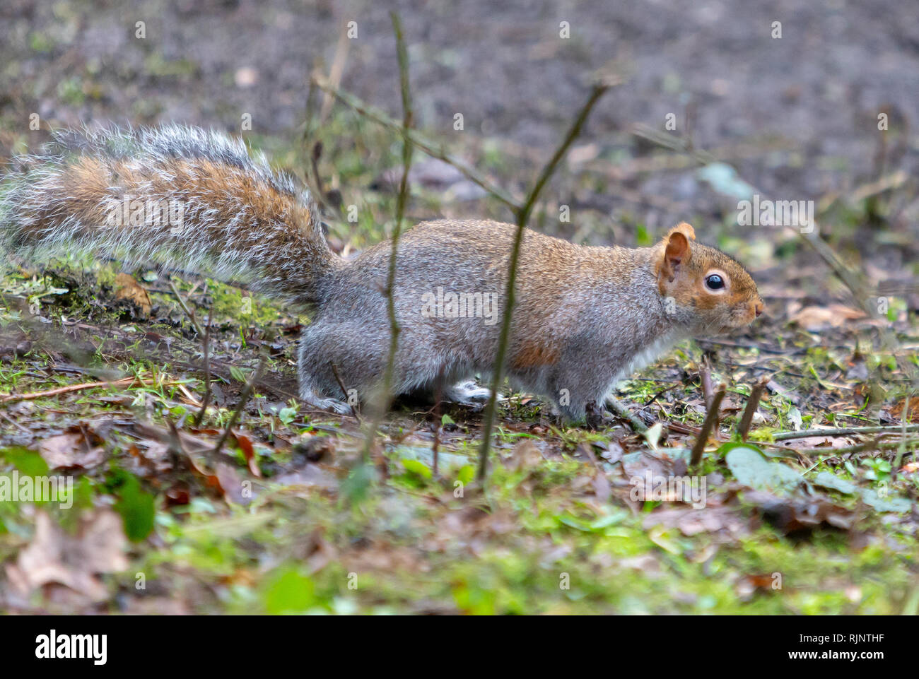 Un gray squirrel ricerche di cibo sul pavimento a Marbury Country Park, Northwich, Cheshire, Inghilterra Foto Stock