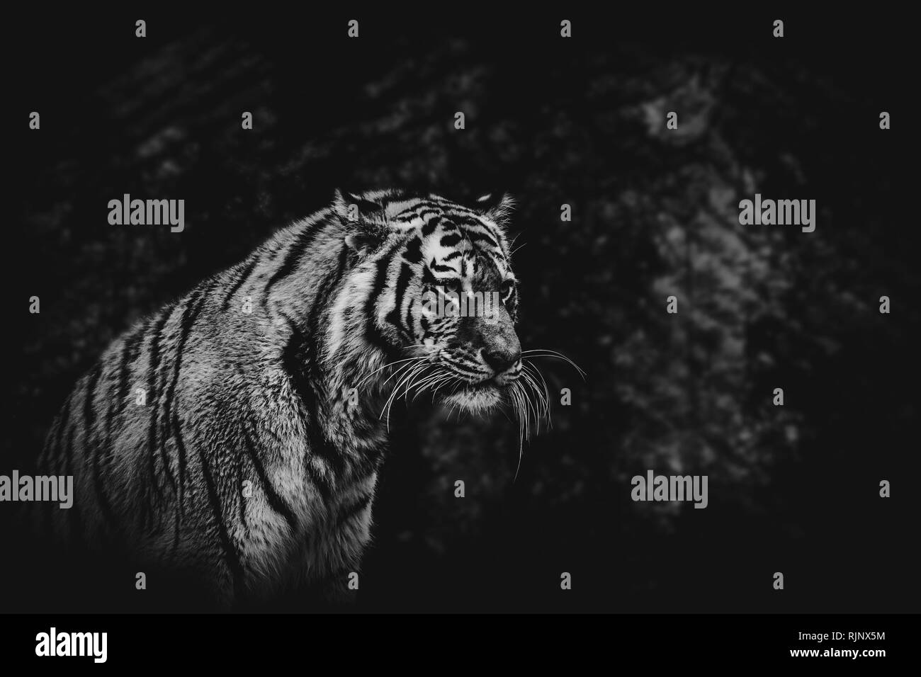 Bianco e nero tiger su un sfondo blurried Foto Stock