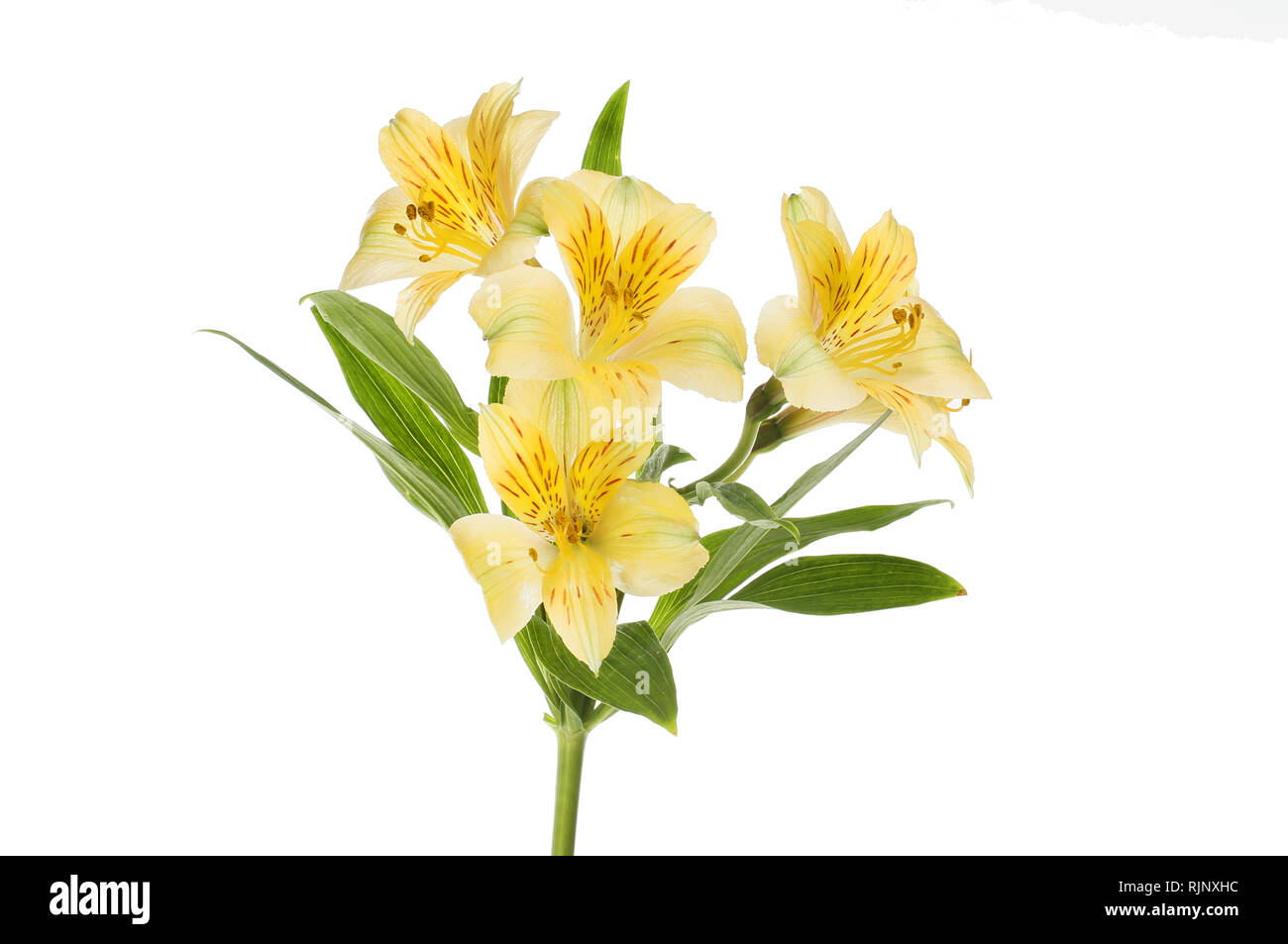 Giallo alstroemeria fiori e foglie isolata contro bianco Foto Stock