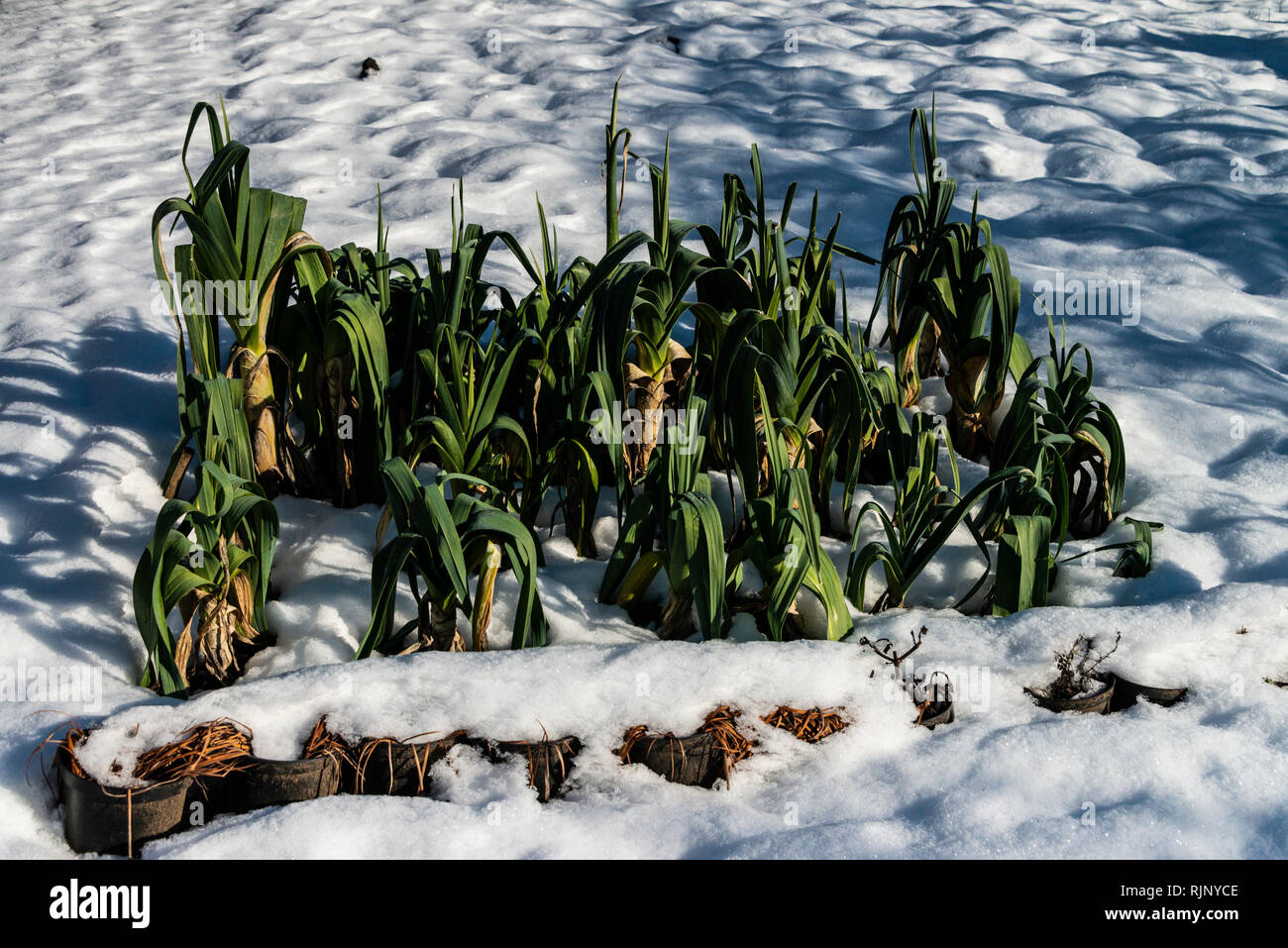 Porri crescente nella neve Foto Stock