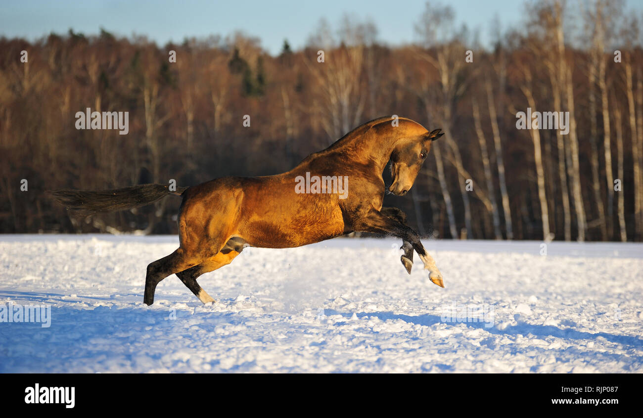 Daino teke akhal stallone svolge nel campo nevoso in inverno in piedi sulle zampe posteriori. Orizzontale, vista laterale in movimento. Foto Stock