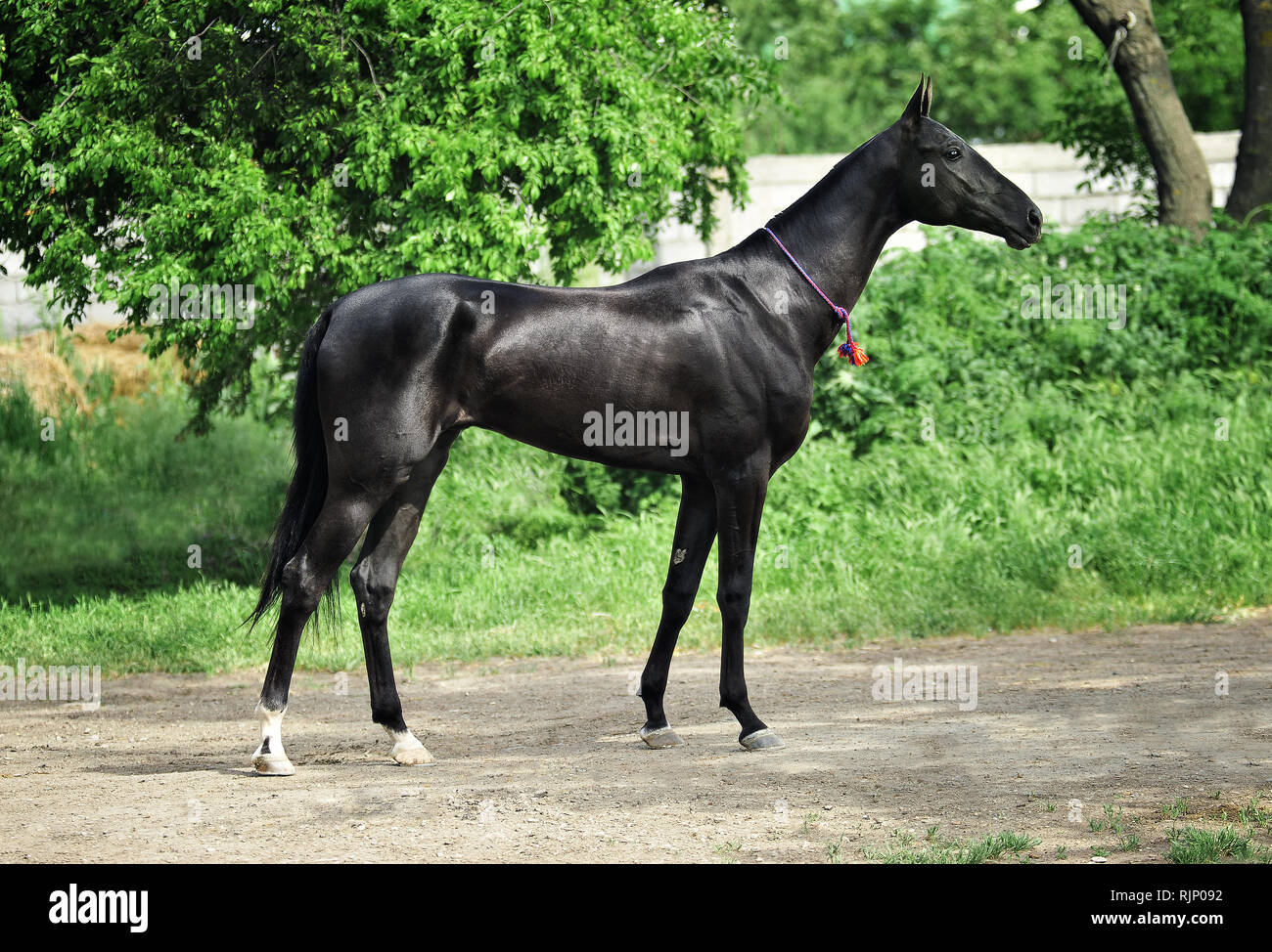 Giovane nero akhal teke cavallo foto esterno con decorazione sul collo sullo sfondo verde. Orizzontale, vista laterale Foto Stock