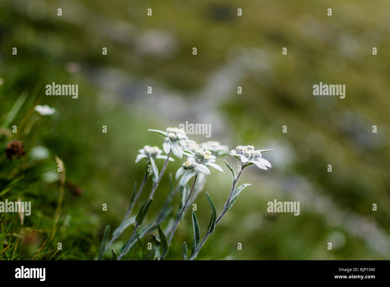 Edelweiss fiori in Svizzera Foto Stock
